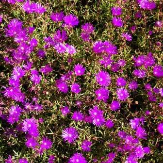 Lampranthus roseus - 10 Seed Pack - Indigenous Endemic Succulent Mesemb - Combined Global Shipping