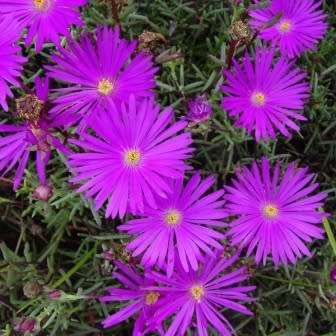 Lampranthus roseus - 10 Seed Pack - Indigenous Endemic Succulent Mesemb - Combined Global Shipping