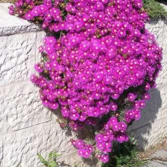 Lampranthus roseus - 10 Seed Pack - Indigenous Endemic Succulent Mesemb - Combined Global Shipping