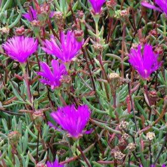 Lampranthus roseus - 10 Seed Pack - Indigenous Endemic Succulent Mesemb - Combined Global Shipping