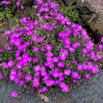 Lampranthus roseus - 10 Seed Pack - Indigenous Endemic Succulent Mesemb - Combined Global Shipping