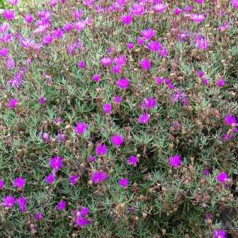 Lampranthus roseus - 10 Seed Pack - Indigenous Endemic Succulent Mesemb - Combined Global Shipping