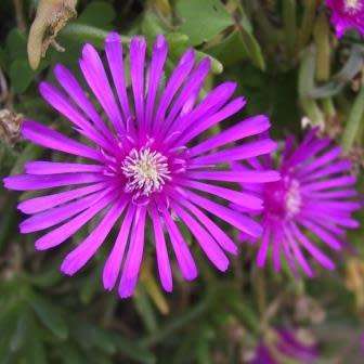 Lampranthus spectabilis - 10 Seed Pack - Indigenous Endemic Succulent Mesemb - Global Shipping