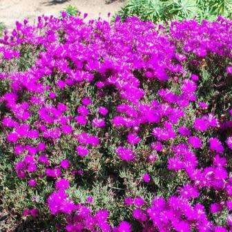 Lampranthus spectabilis - 10 Seed Pack - Indigenous Endemic Succulent Mesemb - Global Shipping