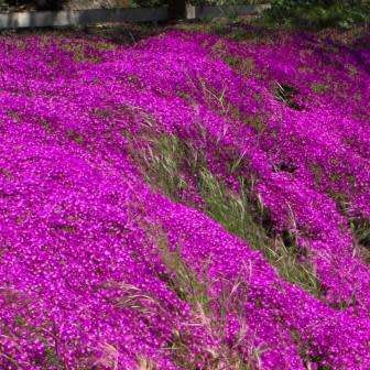 Lampranthus spectabilis - 10 Seed Pack - Indigenous Endemic Succulent Mesemb - Global Shipping