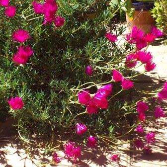 Lampranthus spectabilis - 10 Seed Pack - Indigenous Endemic Succulent Mesemb - Global Shipping