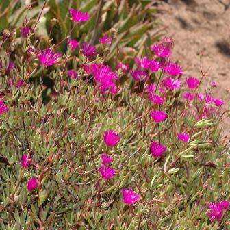 Lampranthus spectabilis - 10 Seed Pack - Indigenous Endemic Succulent Mesemb - Global Shipping