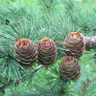 Larix kaempferi - 5 Seeds - Japanese Larch Tree or Shrub, NEW