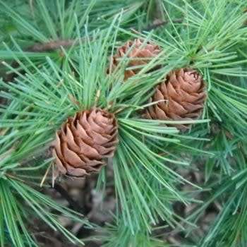 Larix kaempferi - 5 Seeds - Japanese Larch Tree or Shrub, NEW