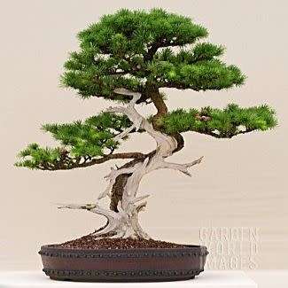 Larix kaempferi - Japanese Larch Bonsai - 5 Seeds + FREE Gifts Seeds + Bonsai eBook, NEW