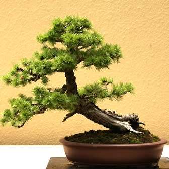 Larix kaempferi - Japanese Larch Bonsai - 5 Seeds + FREE Gifts Seeds + Bonsai eBook, NEW