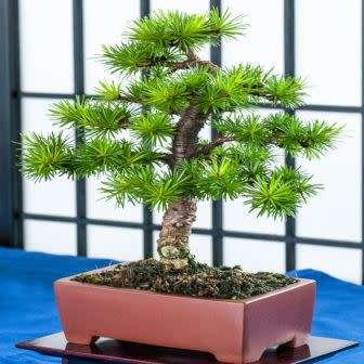 Larix kaempferi - Japanese Larch Bonsai - 5 Seeds + FREE Gifts Seeds + Bonsai eBook, NEW