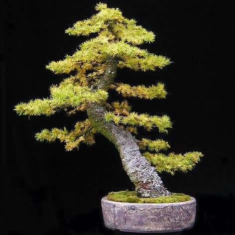 Larix kaempferi - Japanese Larch Bonsai - 5 Seeds + FREE Gifts Seeds + Bonsai eBook, NEW