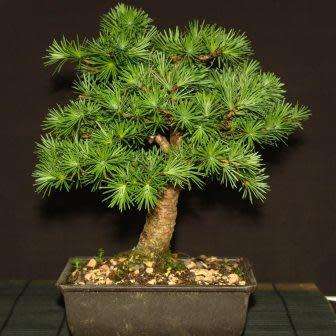 Larix kaempferi - Japanese Larch Bonsai - 5 Seeds + FREE Gifts Seeds + Bonsai eBook, NEW