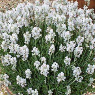 10 Lavender Ellagance Snow Seeds - Lavandula angustifolia - Perennial Flower - Combined Shipping