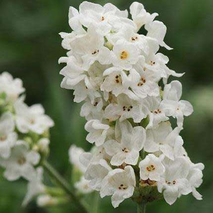 10 Lavender Ellagance Snow Seeds - Lavandula angustifolia - Perennial Flower - Combined Shipping