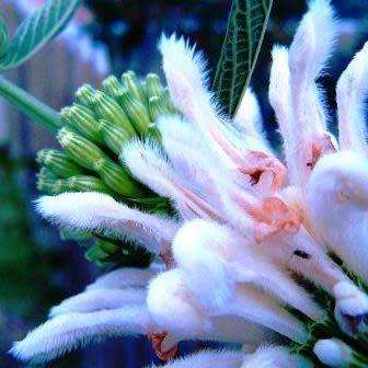 Leonotis leonurus White - 5 Seed Pack- Indigenous Perennial Shrub Psychoactive Medicinal - New