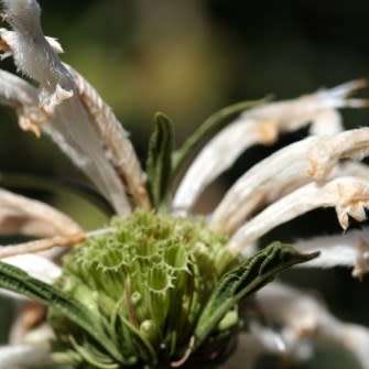 Leonotis leonurus White - 5 Seed Pack- Indigenous Perennial Shrub Psychoactive Medicinal - New