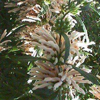 Leonotis leonurus White - 5 Seed Pack- Indigenous Perennial Shrub Psychoactive Medicinal - New