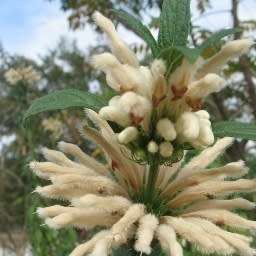 Leonotis leonurus White - 5 Seed Pack- Indigenous Perennial Shrub Psychoactive Medicinal - New
