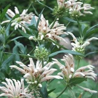 Leonotis leonurus White - 5 Seed Pack- Indigenous Perennial Shrub Psychoactive Medicinal - New