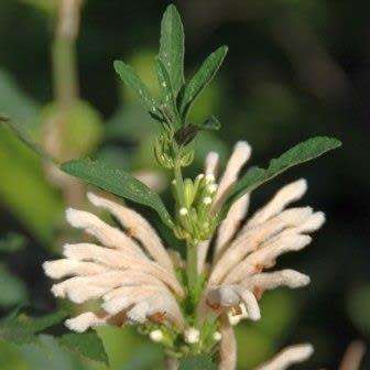 Leonotis leonurus White - 5 Seed Pack- Indigenous Perennial Shrub Psychoactive Medicinal - New