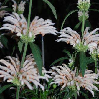 Leonotis leonurus White - 5 Seed Pack- Indigenous Perennial Shrub Psychoactive Medicinal - New