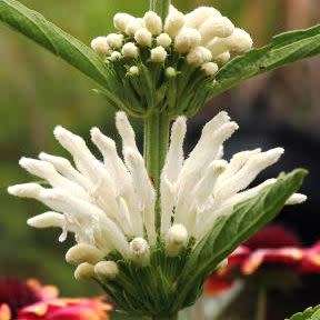 Leonotis leonurus White - 5 Seed Pack- Indigenous Perennial Shrub Psychoactive Medicinal - New