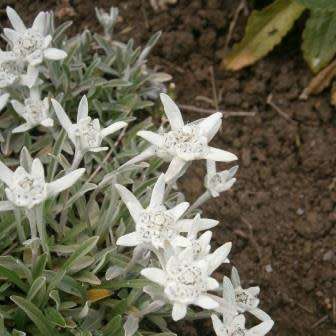 10 Leontopodium kamtschaticum - Himalayan Edelweiss Seeds - Combined Worldwide Shipping