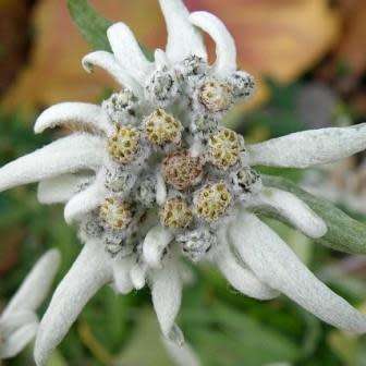 10 Leontopodium kamtschaticum - Himalayan Edelweiss Seeds - Combined Worldwide Shipping