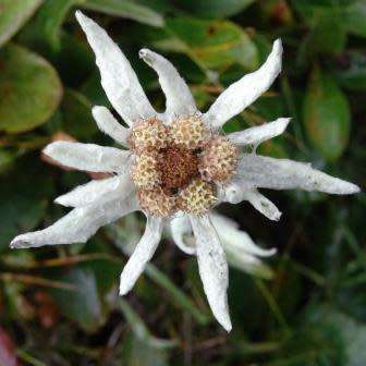 10 Leontopodium kamtschaticum - Himalayan Edelweiss Seeds - Combined Worldwide Shipping