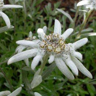 10 Leontopodium kamtschaticum - Himalayan Edelweiss Seeds - Combined Worldwide Shipping