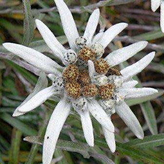 10 Leontopodium kamtschaticum - Himalayan Edelweiss Seeds - Combined Worldwide Shipping