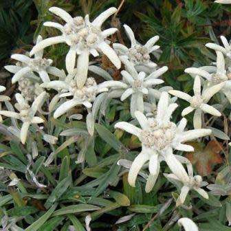 10 Leontopodium kamtschaticum - Himalayan Edelweiss Seeds - Combined Worldwide Shipping