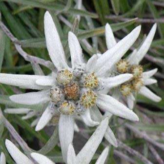 10 Leontopodium kamtschaticum - Himalayan Edelweiss Seeds - Combined Worldwide Shipping
