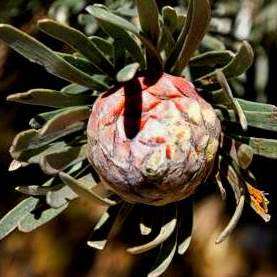 Leucadendron album Seeds - Endemic Shrub Protea Evergreen Cut Flower Fynbos