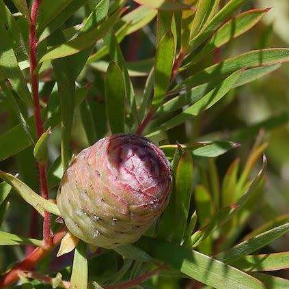 Leucadendron coniferum Seeds Pack - Endemic Shrub Protea Evergreen Cut Flower Fynbos