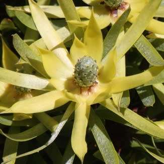 Leucadendron coniferum Seeds Pack - Endemic Shrub Protea Evergreen Cut Flower Fynbos