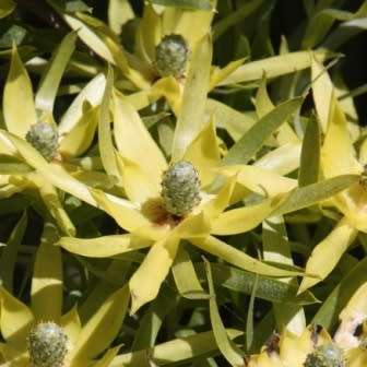 Leucadendron coniferum Seeds Pack - Endemic Shrub Protea Evergreen Cut Flower Fynbos