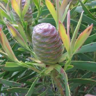 Leucadendron coniferum Seeds Pack - Endemic Shrub Protea Evergreen Cut Flower Fynbos