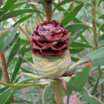 Leucadendron coniferum Seeds Pack - Endemic Shrub Protea Evergreen Cut Flower Fynbos