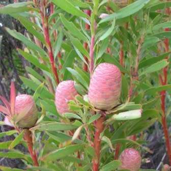 Leucadendron coniferum Seeds Pack - Endemic Shrub Protea Evergreen Cut Flower Fynbos