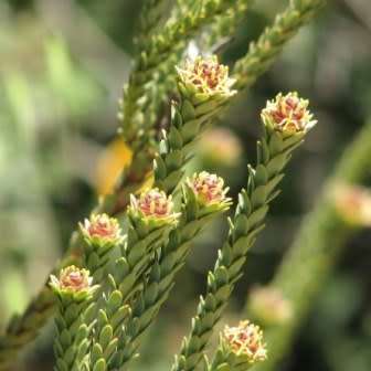Leucadendron dubium - 5 Seed Pack - Endemic Shrub Protea Evergreen Cut Flower Fynbos