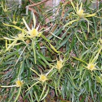 Leucadendron eucalyptifolium - 5 Seed Pack - Endemic Shrub Protea Evergreen Cut Flower Fynbos - New