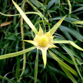 Leucadendron eucalyptifolium - 5 Seed Pack - Endemic Shrub Protea Evergreen Cut Flower Fynbos - New
