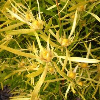 Leucadendron eucalyptifolium - 5 Seed Pack - Endemic Shrub Protea Evergreen Cut Flower Fynbos - New