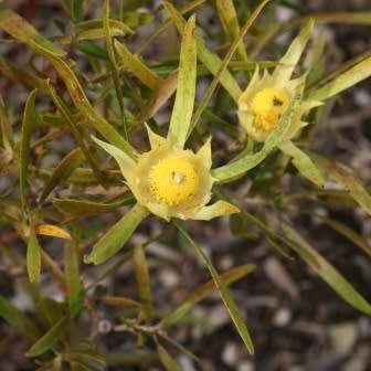 Leucadendron eucalyptifolium - 5 Seed Pack - Endemic Shrub Protea Evergreen Cut Flower Fynbos - New