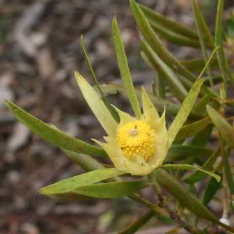 Leucadendron eucalyptifolium - 5 Seed Pack - Endemic Shrub Protea Evergreen Cut Flower Fynbos - New