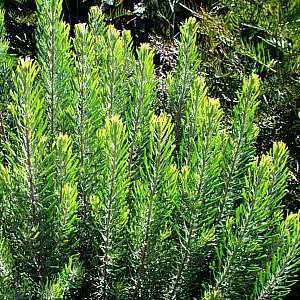 Leucadendron galpinii - 5 Seed Pack - Endemic Shrub Protea Evergreen Cut Flower Fynbos