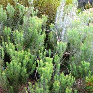 Leucadendron galpinii - 5 Seed Pack - Endemic Shrub Protea Evergreen Cut Flower Fynbos